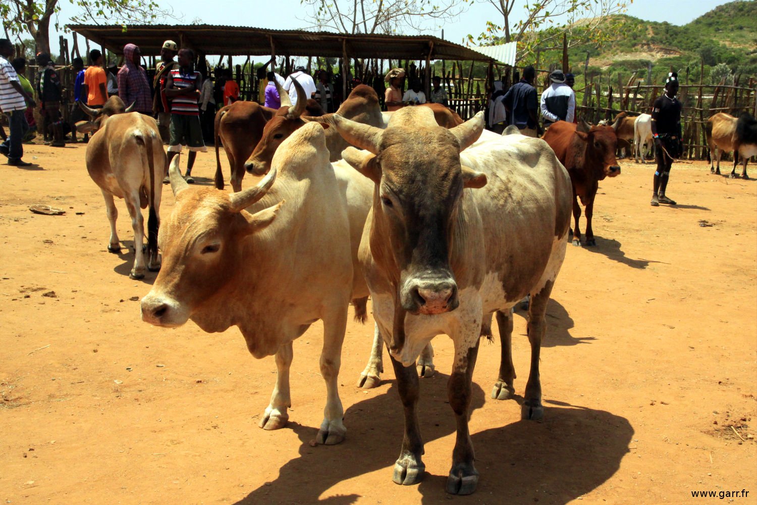 ethiopie-key_afer-14-www-garr-fr ethiopie-key_afer-14-www-garr-fr